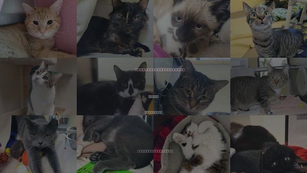 Cats for Adoption in Wausau, Wisconsin