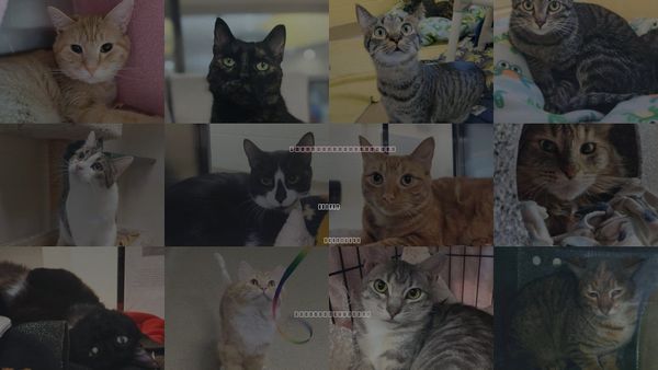 Cats for Adoption in Wausau, Wisconsin