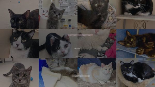 Cats for Adoption in Webster, Wisconsin
