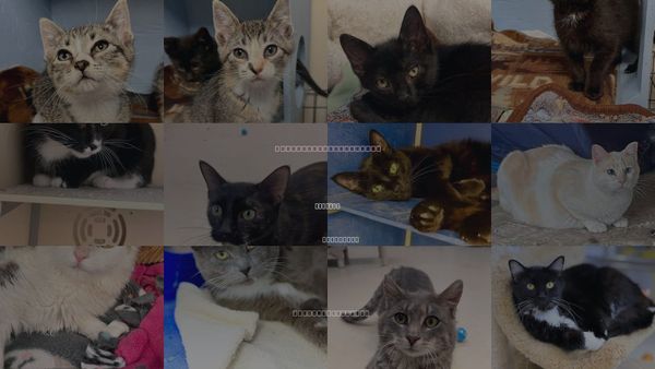 Cats for Adoption in Webster, Wisconsin