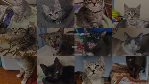 Cats for Adoption in Webster, Wisconsin