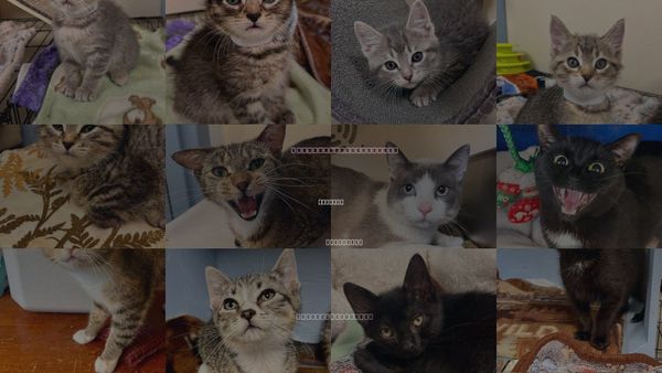 Cats for Adoption in Webster, Wisconsin