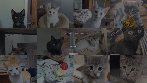 Cats for Adoption in Westfield, Wisconsin