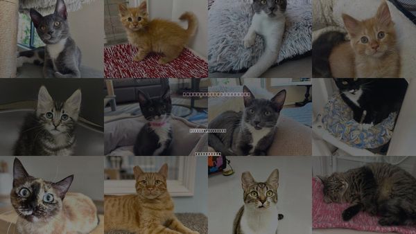 Cats for Adoption in Westlake Village, California