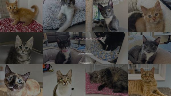 Cats for Adoption in Westlake Village, California