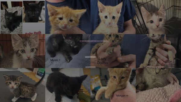Cats for Adoption in White Bluff, Tennessee