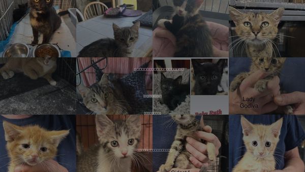 Cats for Adoption in White Bluff, Tennessee