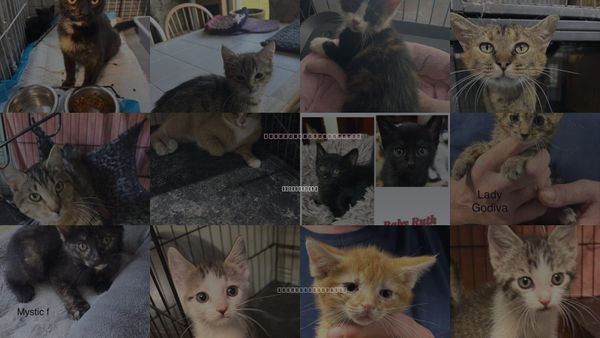 Cats for Adoption in White Bluff, Tennessee