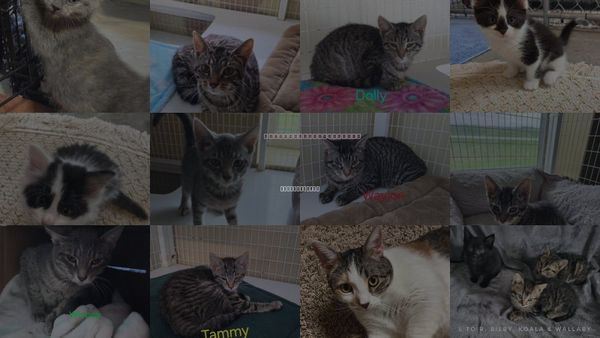 Cats for Adoption in Williamsburg, Iowa