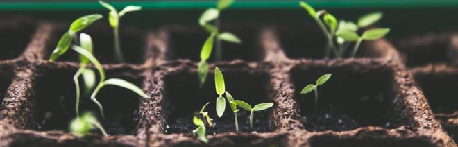 What is dividend reinvesting?