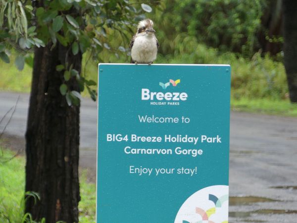 QLD - BIG4 Breeze Holiday Park Carnarvon Gorge