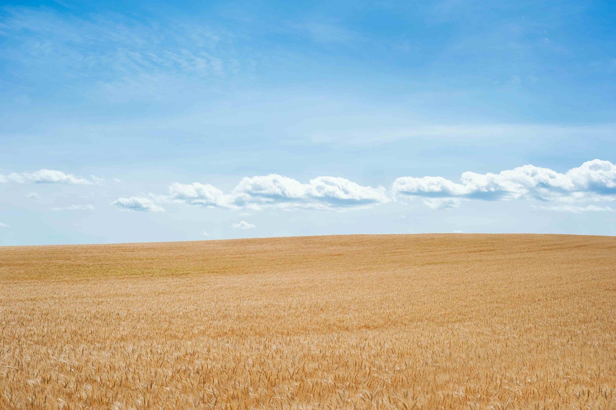 Sommer 2023: Der fünftwärmste Sommer in Deutschland!