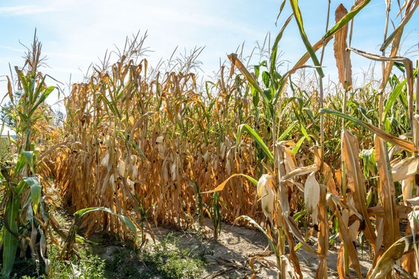 Globale Erwärmung und Landwirtschaft: Welche Lösungen gibt es für den Sektor?