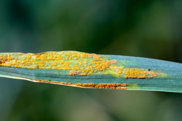 Gelbrost: Die Pilzart verstehen, dem Befall vorbeugen und sie bekämpfen
