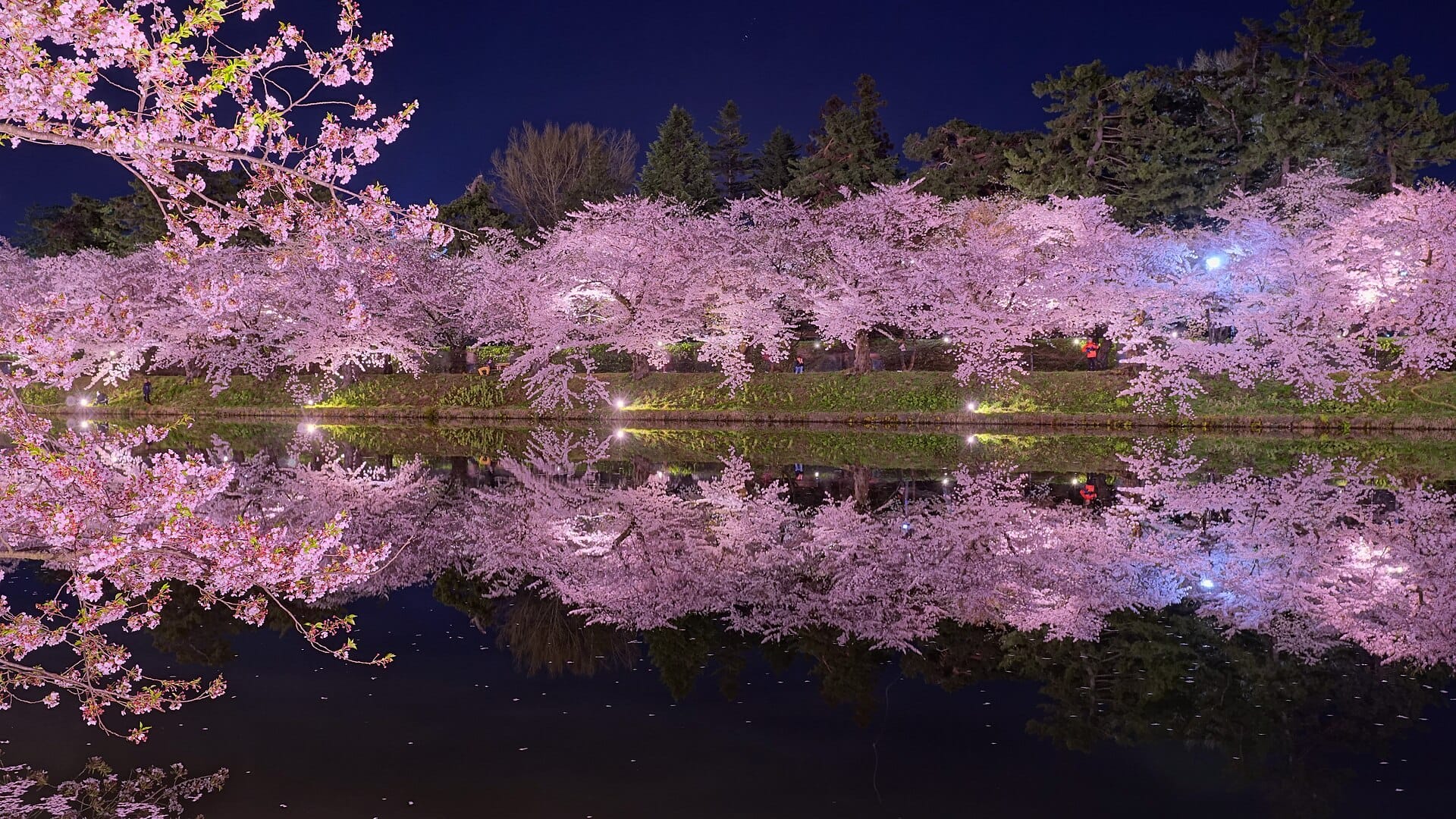 Cherry blossoms lit at night along the moat of Hirosaki Castle