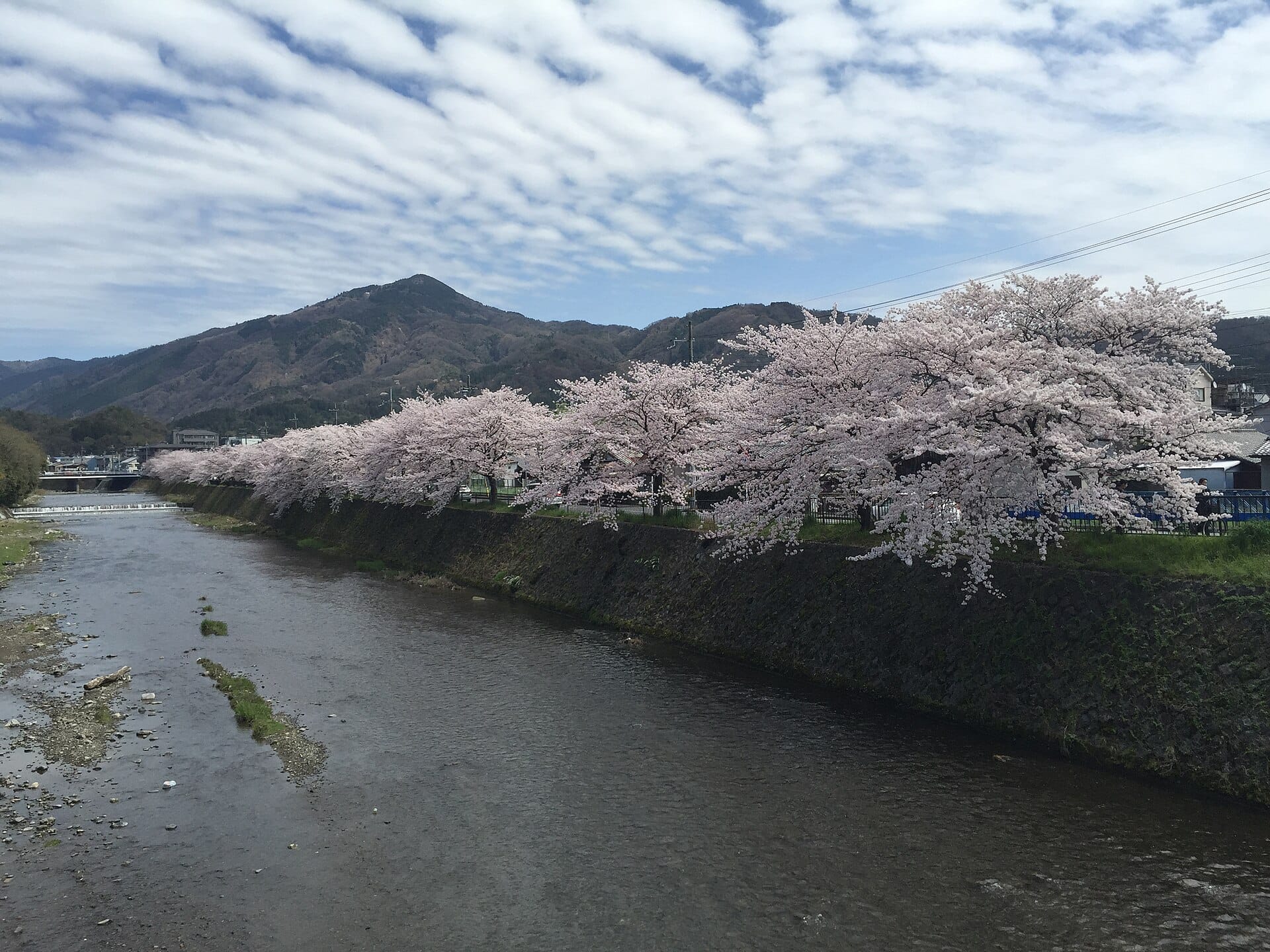 Cherry blossoms in full bloom along a riverbank in Kyoto, with Mt Hiei behind