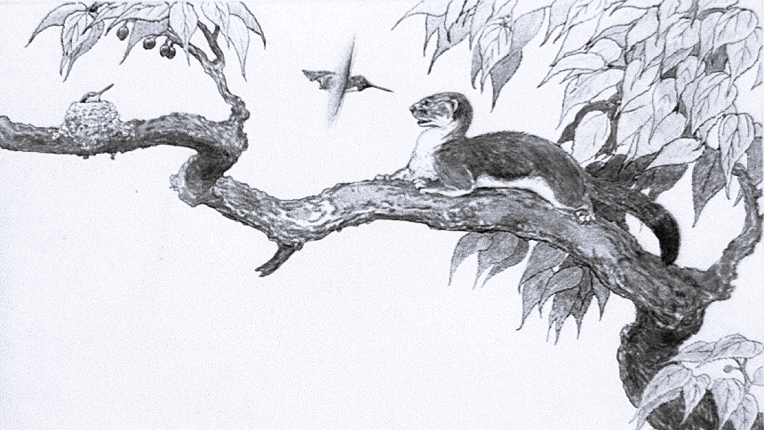 Black and white illustration: On a tree branch, a hummingbird defends its nest from a weasel.