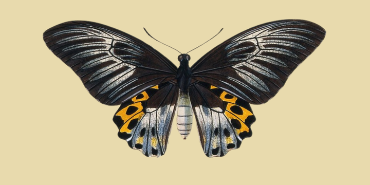 From Diversity to Discovery: Why Representation Matters in Peer Review