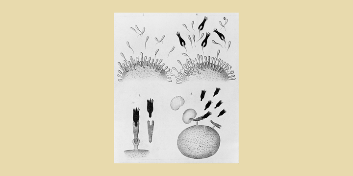 Science Should Serve Everyone: The Collective Benefit of Open Peer Review