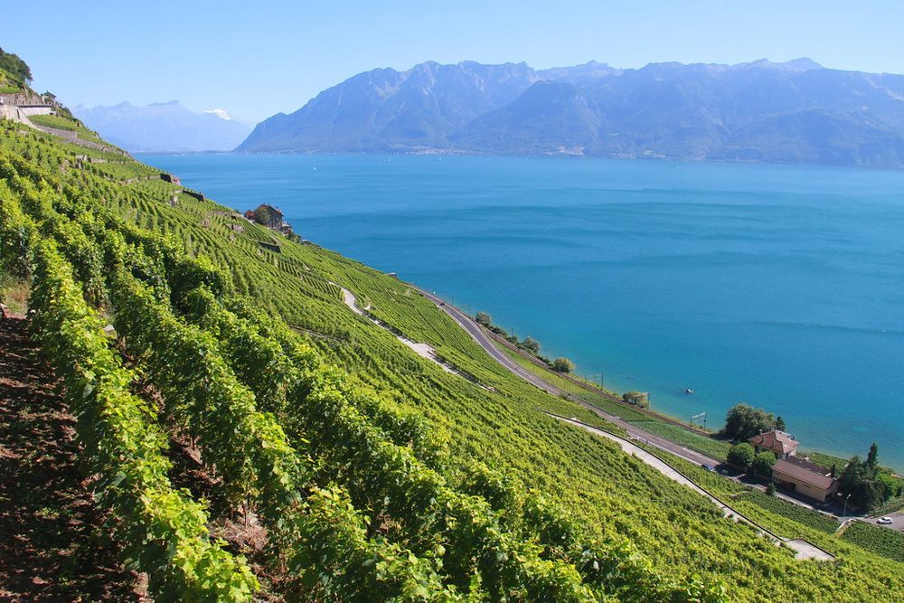lavaux-suíça-vinhas-vinhedos-férias-verão de são martinho-troca de casa