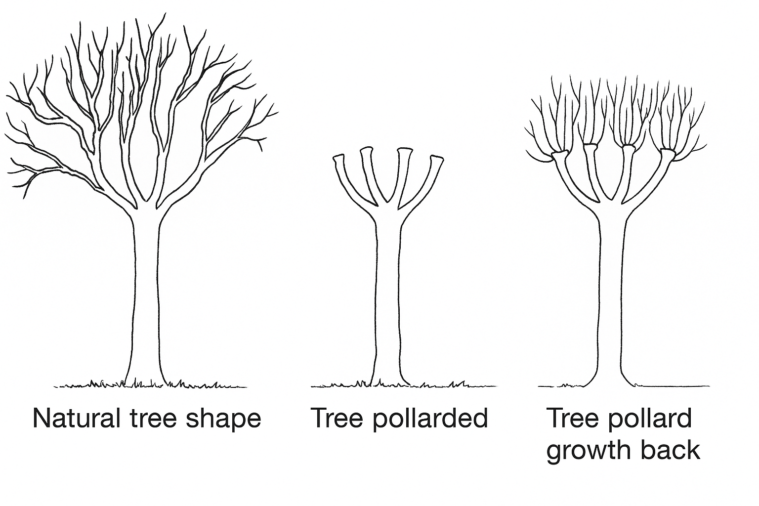 The stages of pollarding trees, based on image from Dublin City Council report.