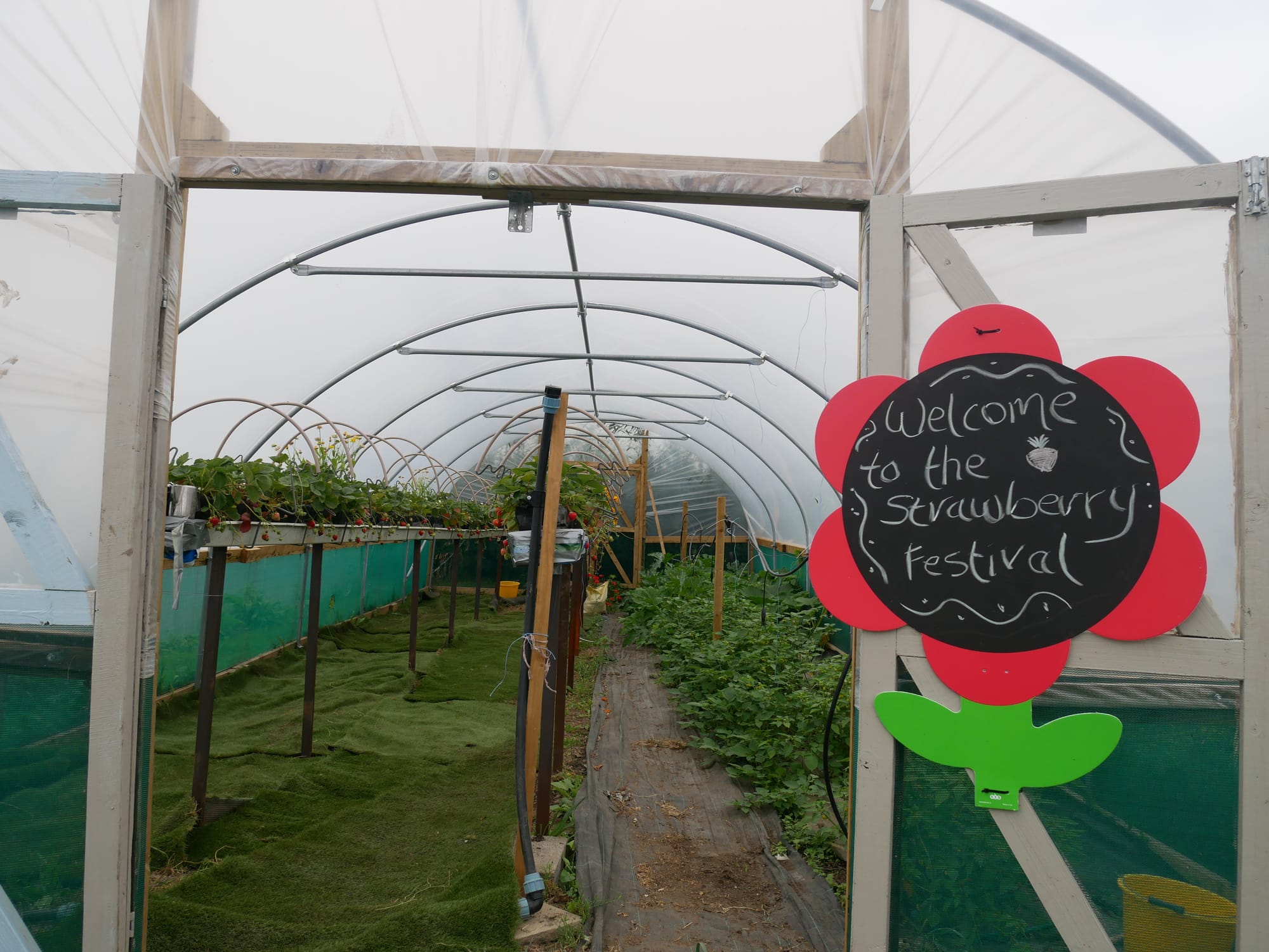 The entrance to the strawberry polytunnel. 