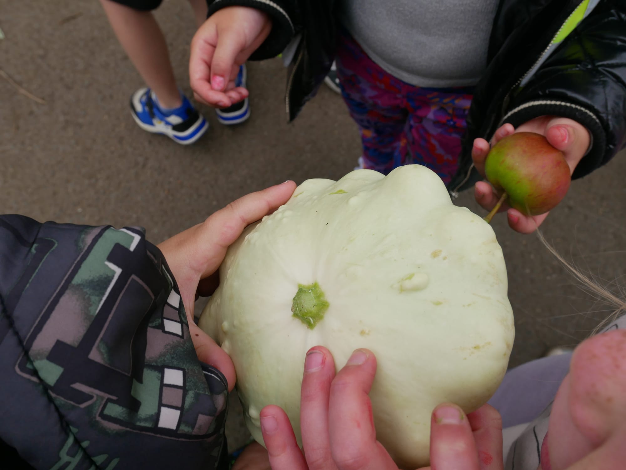 A pattypan squash.