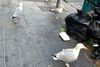 Litter and seagulls on a footpath.