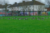 File photo of brent geese at Martin Savage Park.
