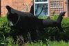 Brushing Up: A seven-metre garden shark on Clontarf Road