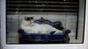 In Stoneybatter, an annual tour of local cats – from the gentle giant to the chicken thief