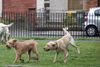 Councillors back motion for sections of big parks to be set aside to let dogs run free