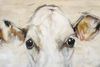 Curios About: ANIMALS | FADE by Linda Coogan Byrne