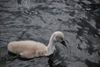 Urban Walk: The Wildlife of the Royal Canal