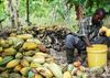 Learning about Chocolate as a Crop, in All Its Diversity