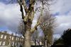 How Often Are People Filing Claims Against the Council for Tripping on Tree Roots?