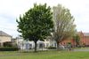 Council Asks Dubliners to Help Map the City’s Trees