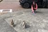 A woman in Marino gets some unexpected daily visitors