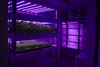 In Malahide, Two Friends Raise a Vertical Farm