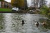 The Council Experiments with a More Natural Look for Parks