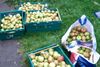 Getting Unwanted Fruit from Backyard Trees into Hungry Mouths