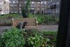 In the Liberties, Oliver Bond residents seek council backing for their community garden