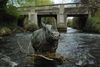In Milltown, council considers removing beloved wading rhino from the Dodder