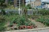 In Bridgefoot Street Park, a community of gardeners experiment with ways to increase biodiversity