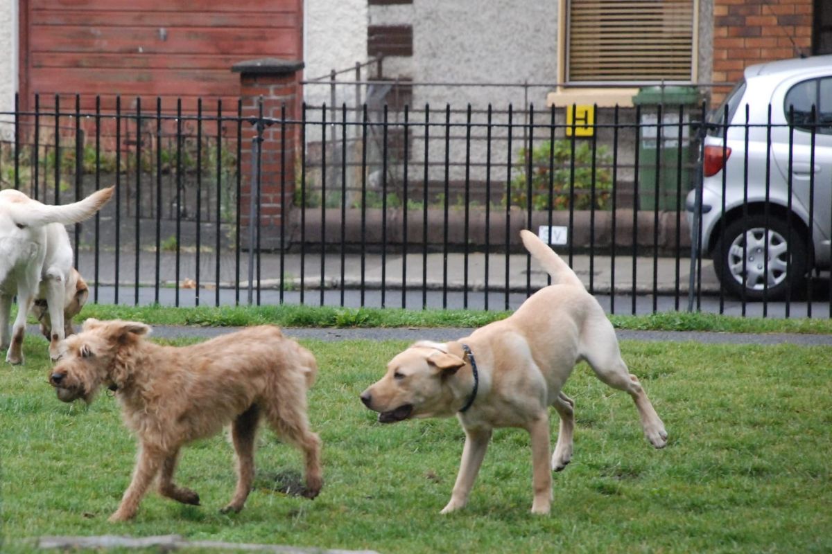 Councillors back motion for sections of big parks to be set aside to let dogs run free