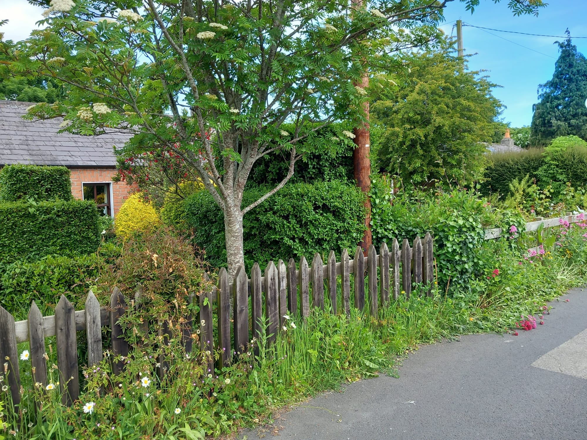 Cottages sit behind a wooden picket fence and hedges.
