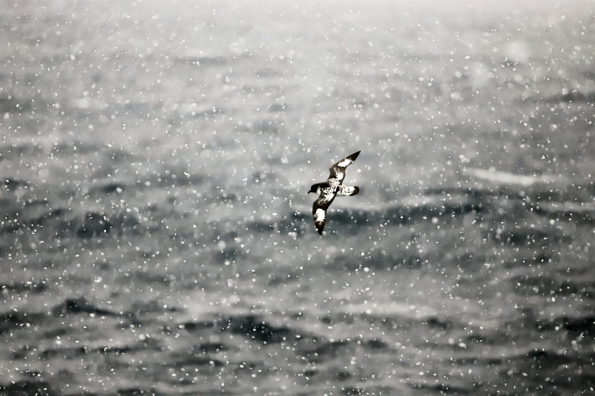 Atka Bay Emperor Penguin colony on the fast ice off the Princess Martha Coast, accessed by turboprop from the main camps on the Marula Hill Antarctic expedition