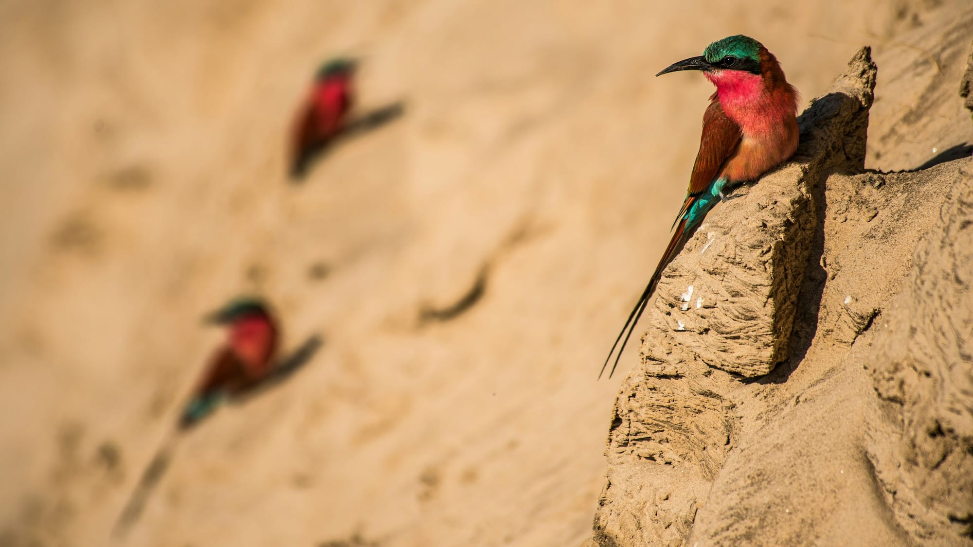 A southern carmine bee-eater perched on a sandbank in South Luangwa, with two more in soft focus behind.
