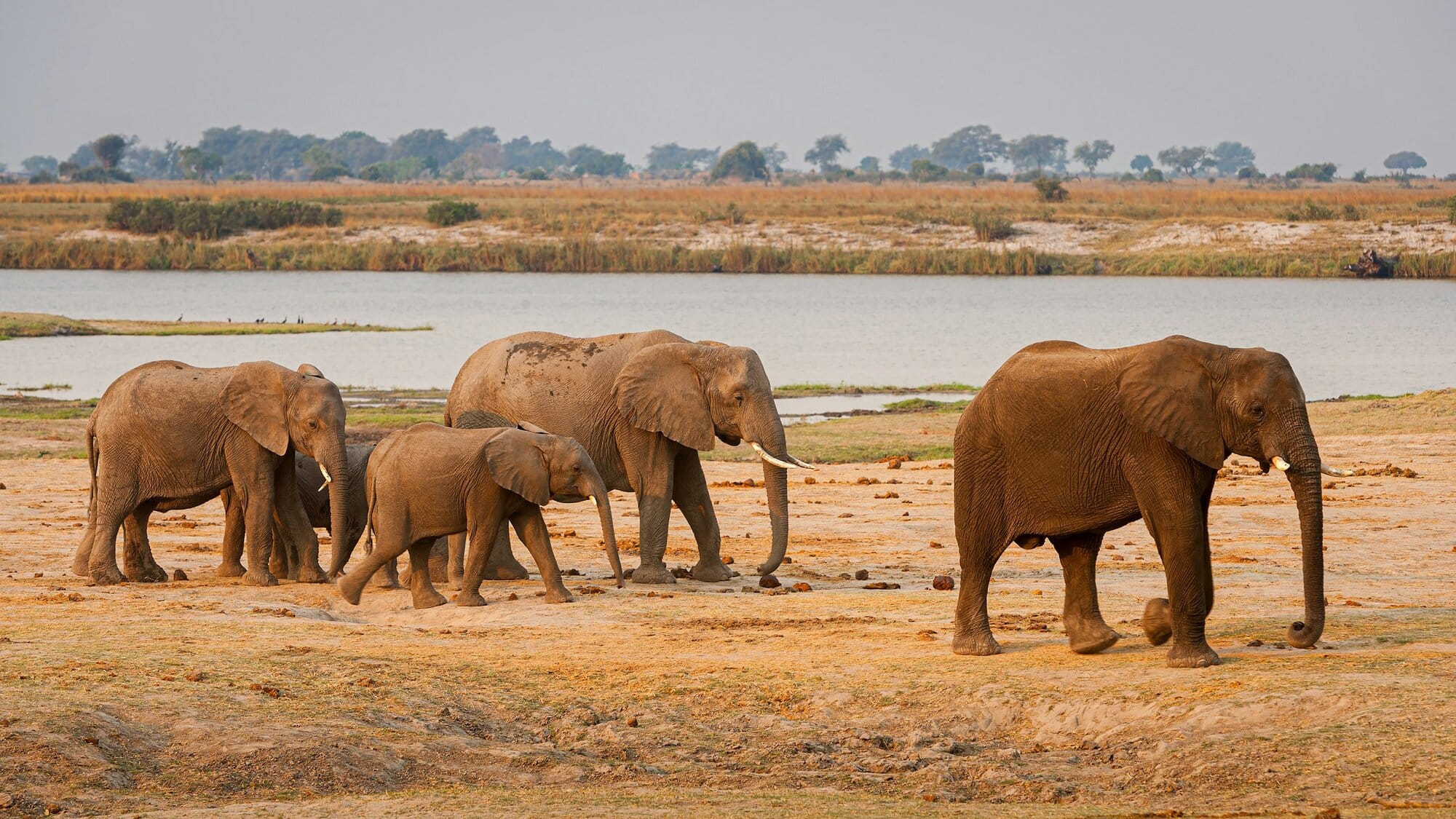 Herd of elephants drinking on the banks of the Chobe River at golden hour