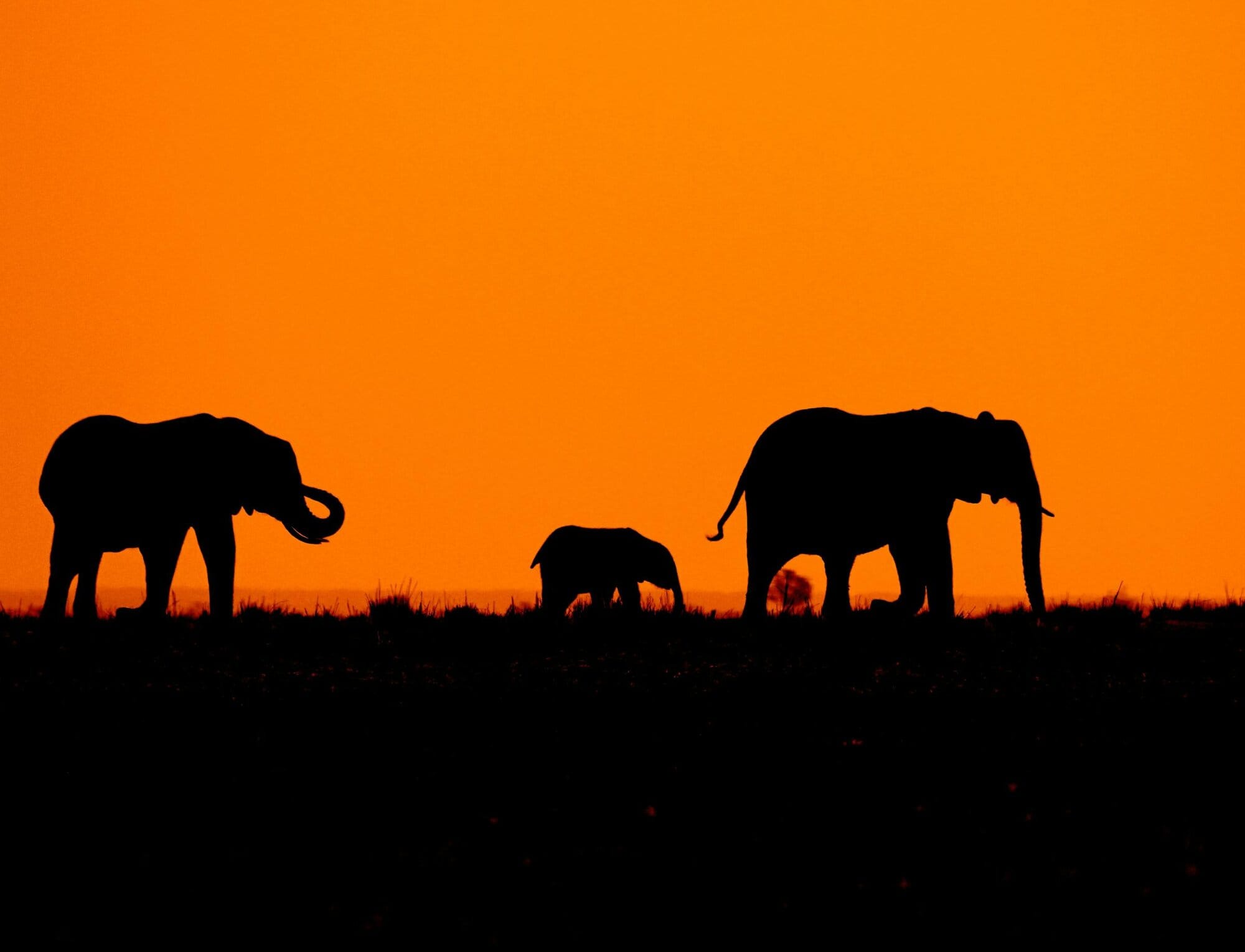 Lone elephant silhouetted at sunset in the Linyanti region of northern Botswana